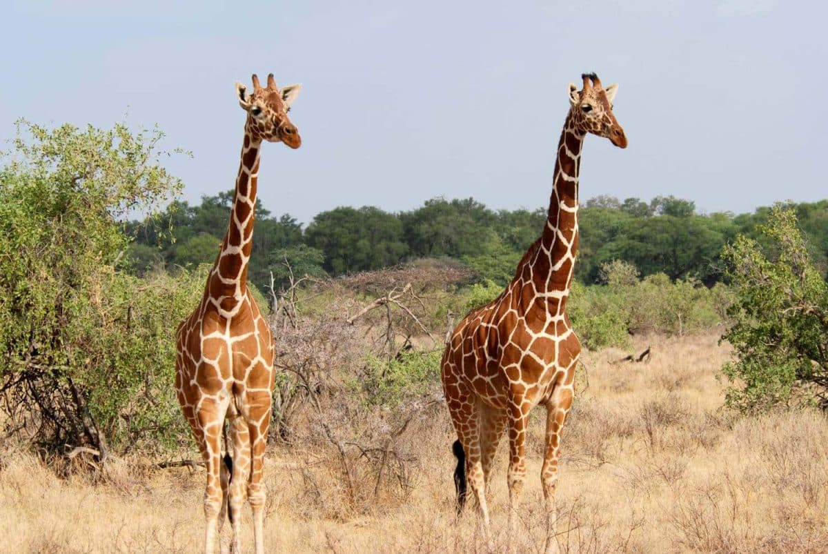Faire un safari à Zanzibar pour découvrir la faune