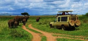 Faire un safari à Zanzibar pour découvrir la faune