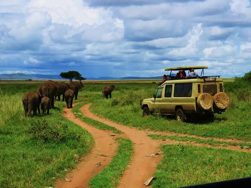 Faire un safari à Zanzibar pour découvrir la faune